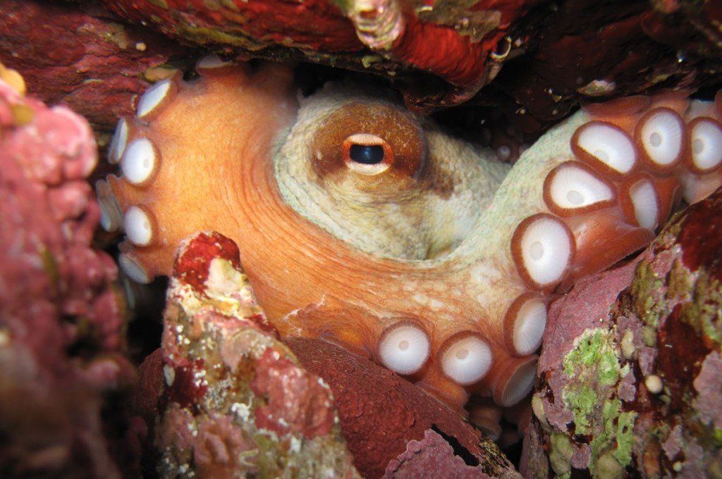 hotel-ollastu-olbia-sardegna-diving3