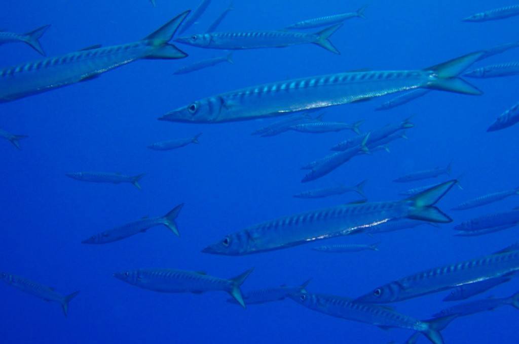 hotel-ollastu-olbia-sardegna-diving9